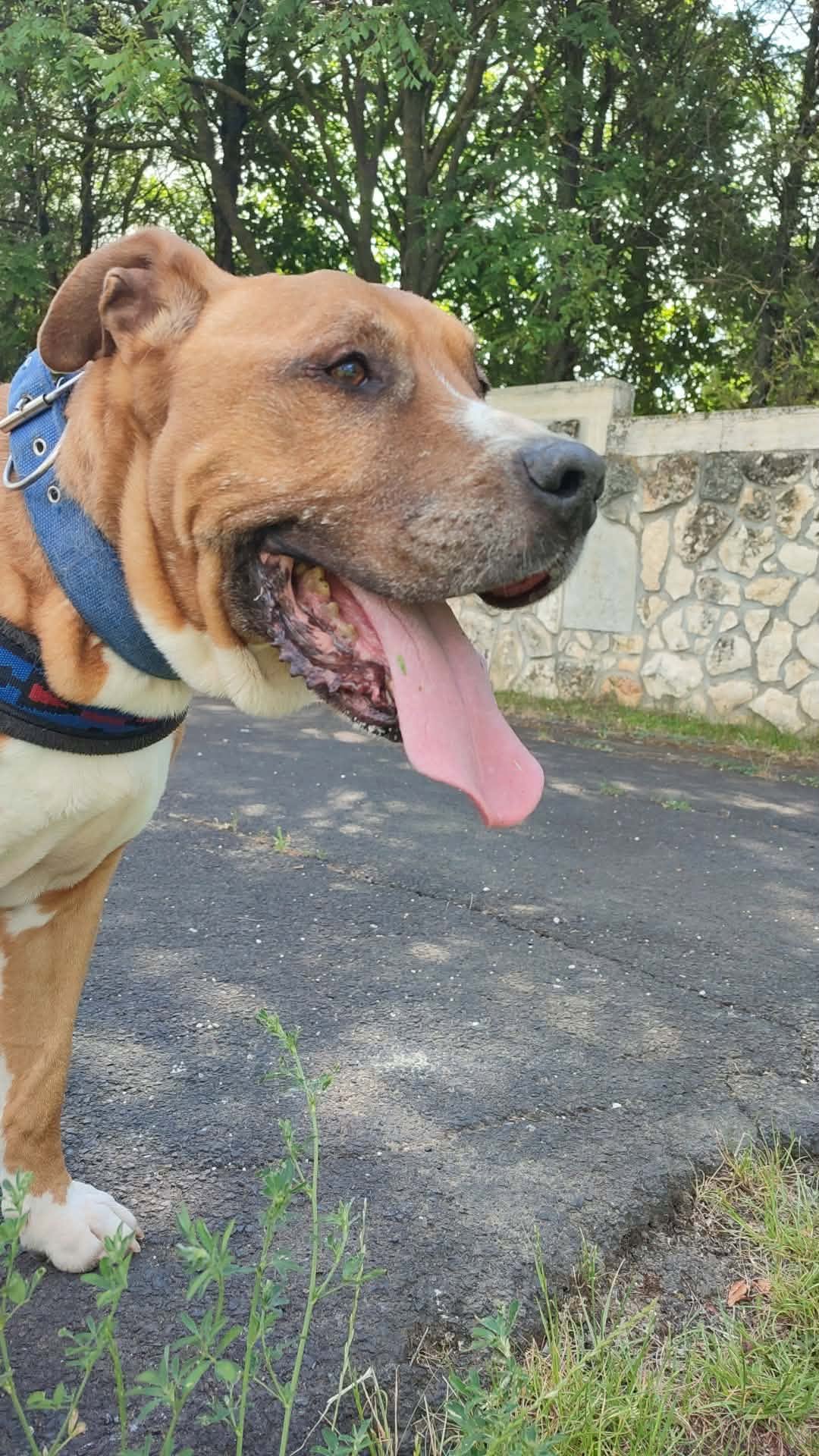 Buster