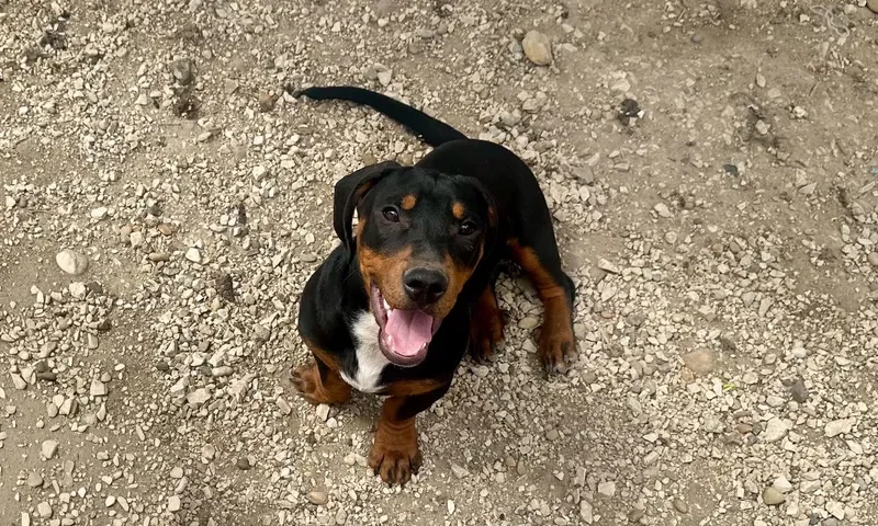 Béla