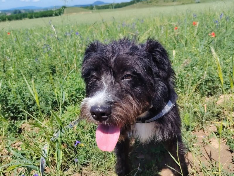 Zénó