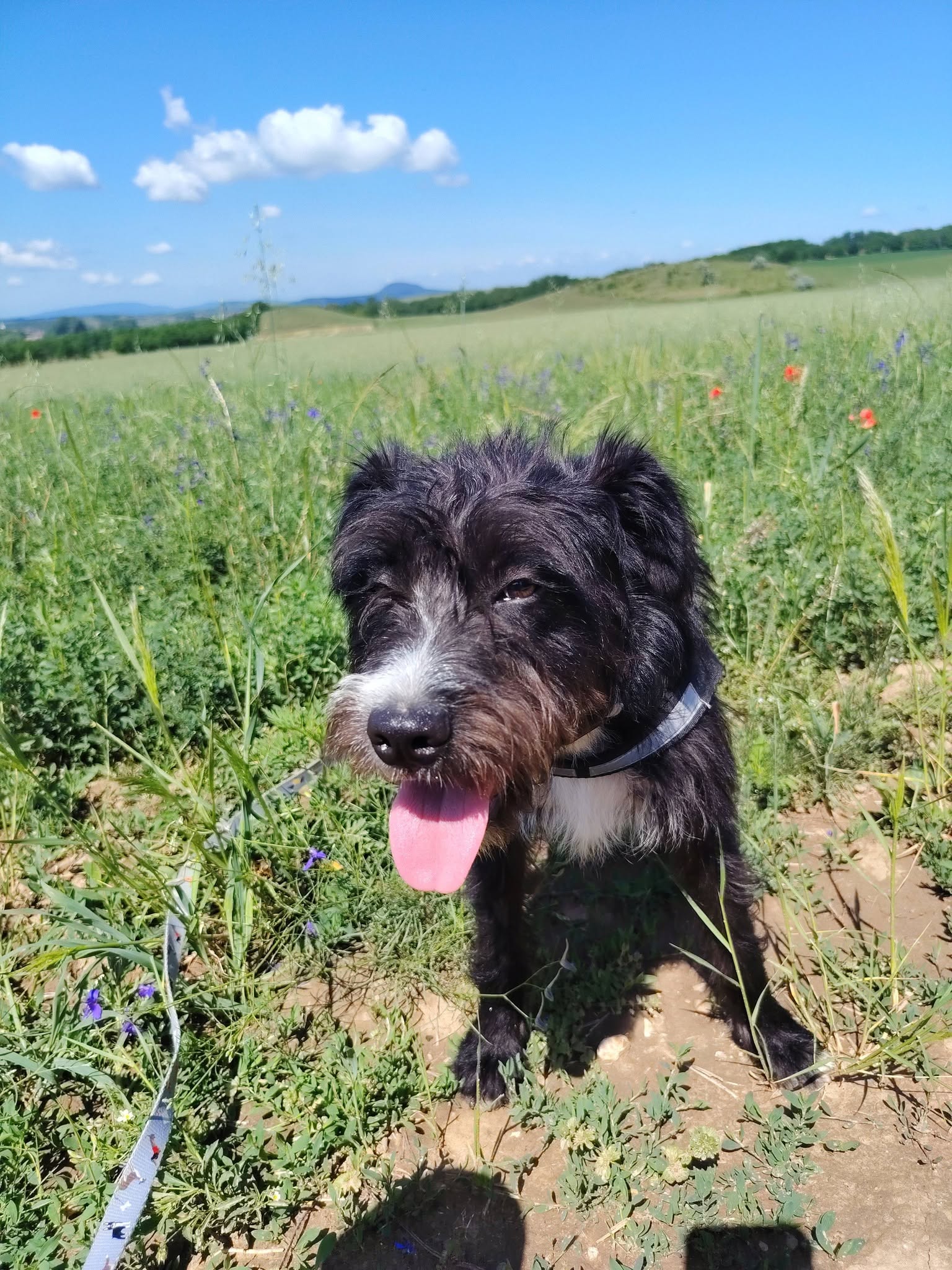 Zénó